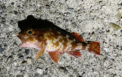 カサゴの釣果