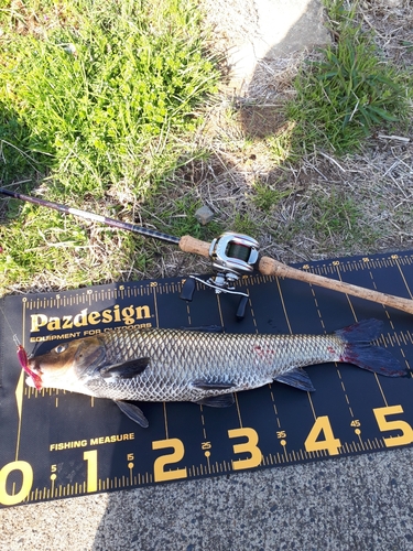 ニゴイの釣果