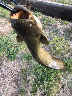 ナマズの釣果