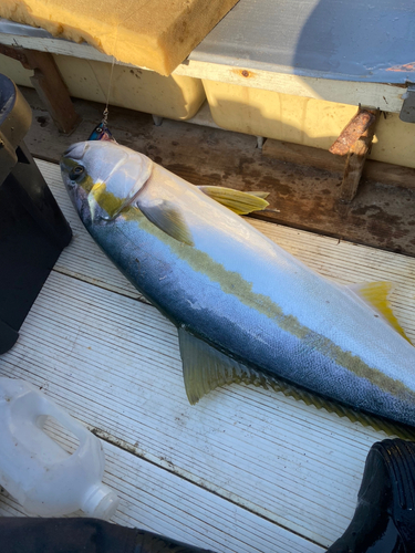 ヒラマサの釣果