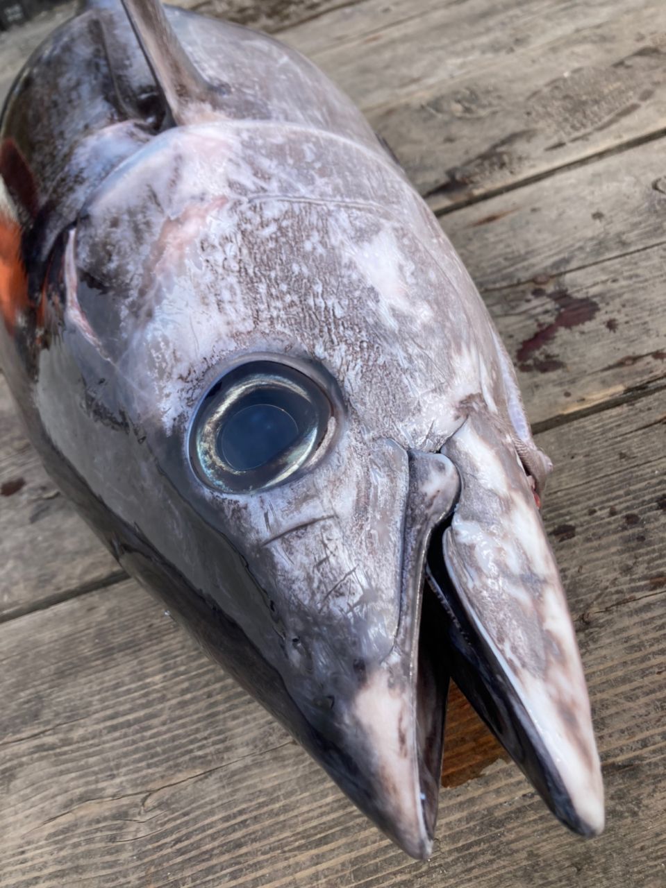 世界のおーさんの釣果 2枚目の画像