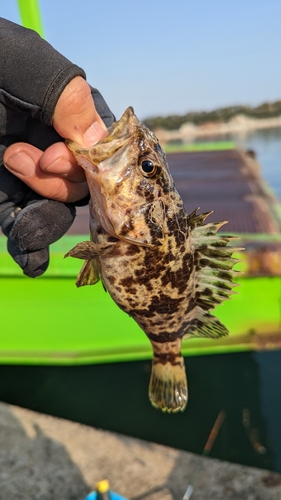 メバルの釣果