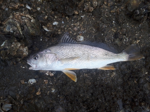 イシモチの釣果