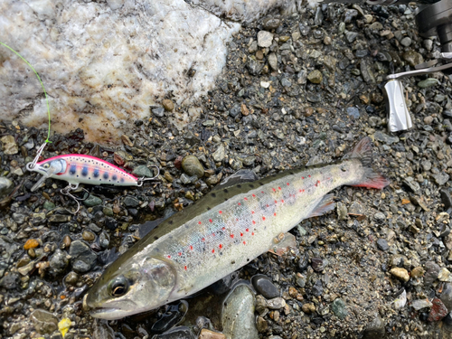 アマゴの釣果