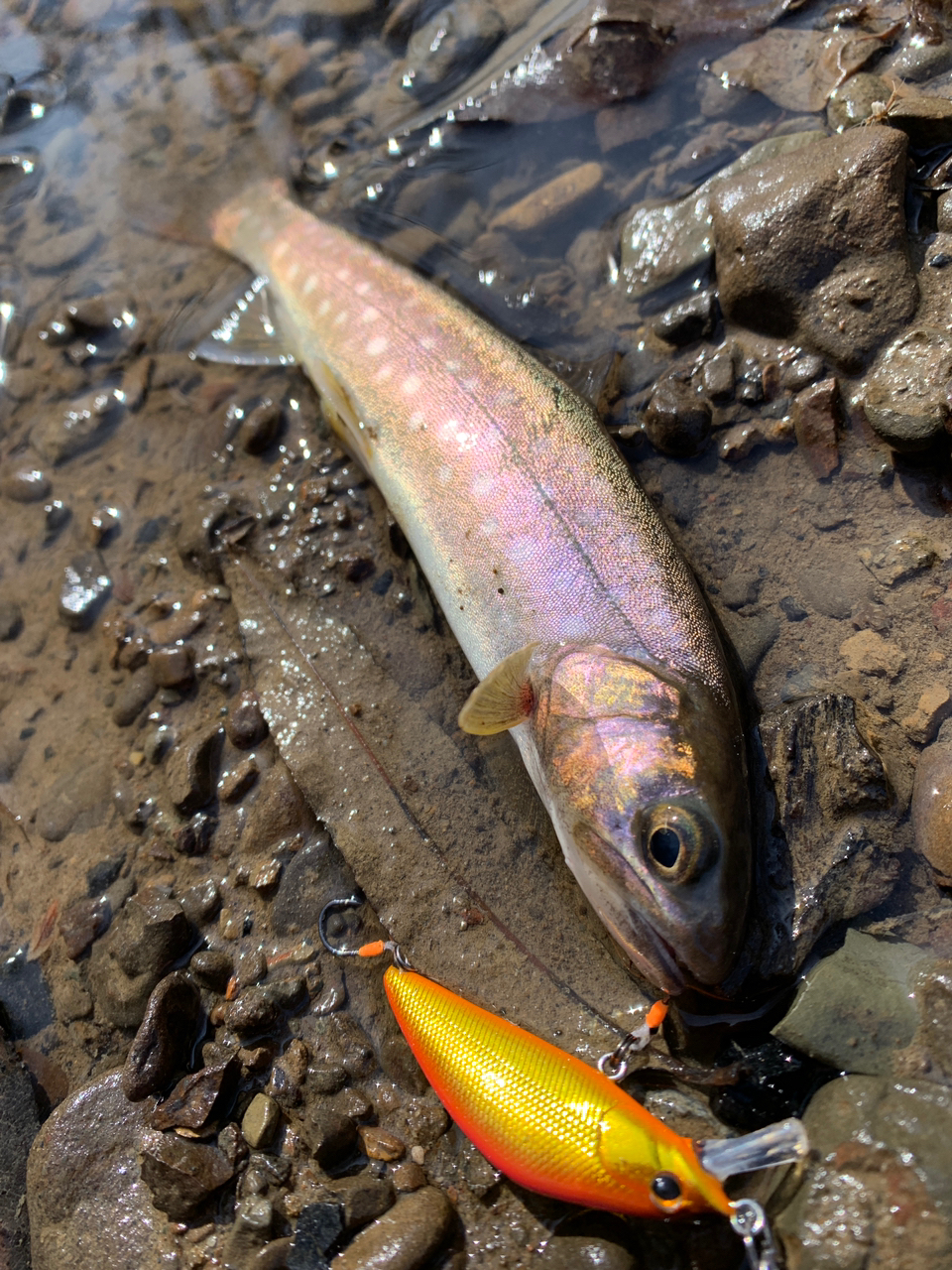 アメマス