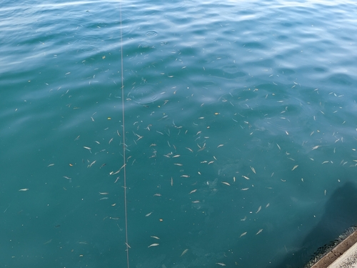 アラカブの釣果