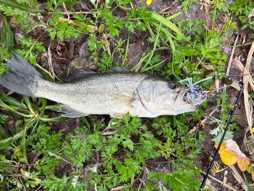 ブラックバスの釣果