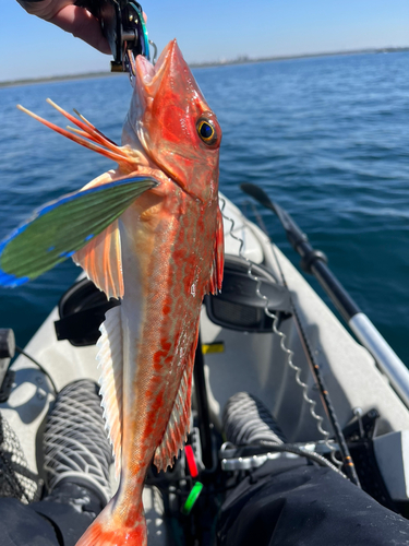 ホウボウの釣果