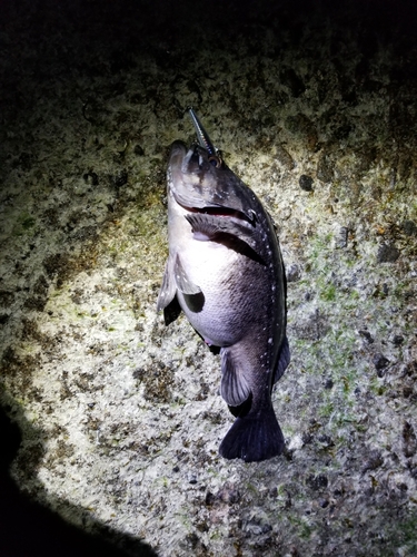 クロソイの釣果