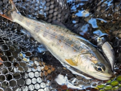 アマゴの釣果