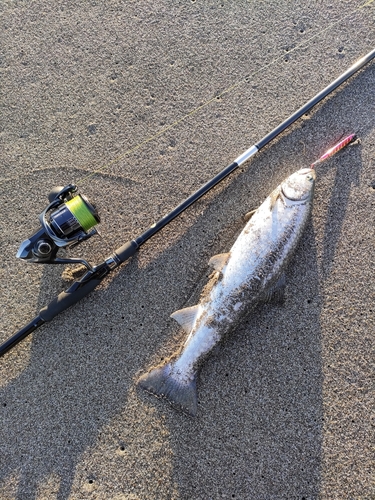 アメマスの釣果