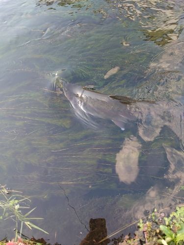 ニジマスの釣果