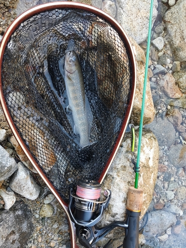 イワナの釣果