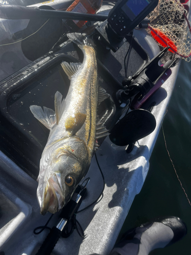 シーバスの釣果