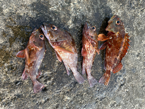 カサゴの釣果