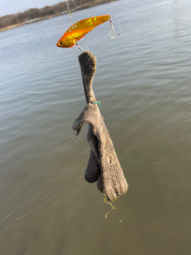 ダツの釣果