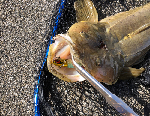 マゴチの釣果