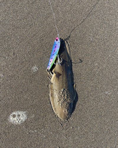 ウシノシタの釣果