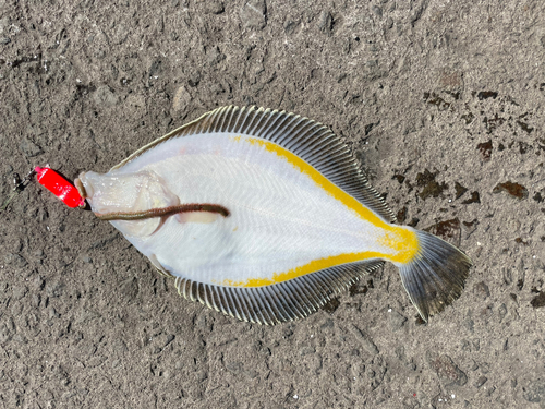 スナガレイの釣果