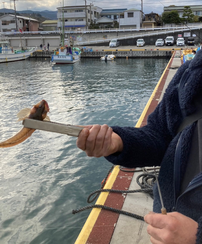 コチの釣果