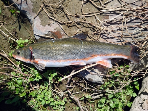 マルタウグイの釣果