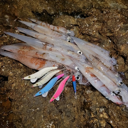 ヤリイカの釣果