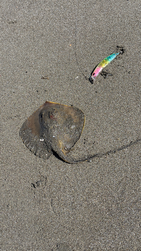 エイの釣果