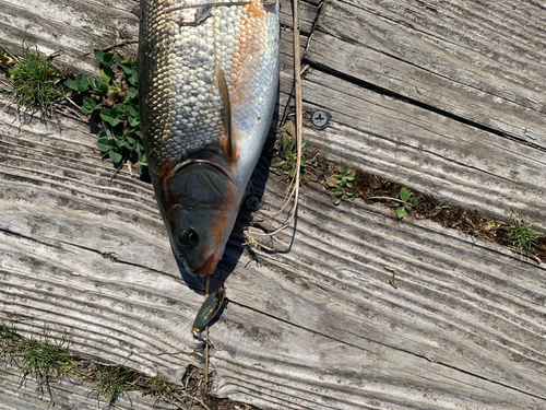 ニゴイの釣果