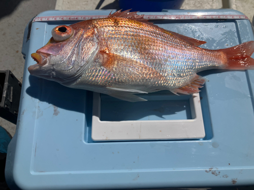 レンコダイの釣果