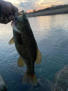 スモールマウスバスの釣果