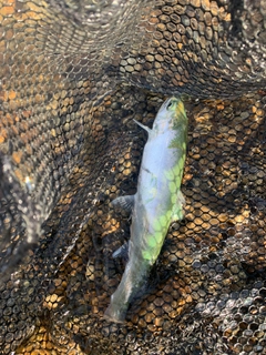 シラメの釣果