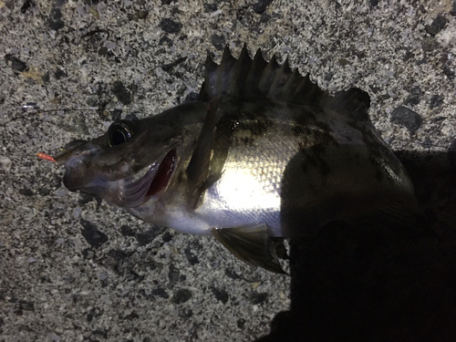 シロメバルの釣果