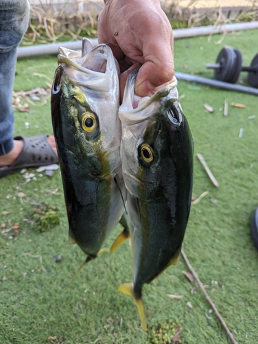 ハマチの釣果