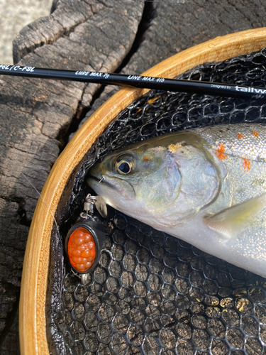 アマゴの釣果