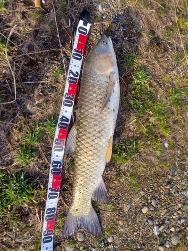 ソウギョの釣果