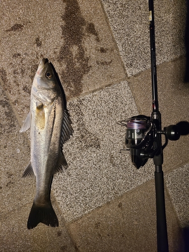 シーバスの釣果