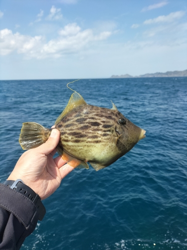 カワハギの釣果