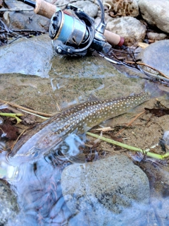 イワナの釣果