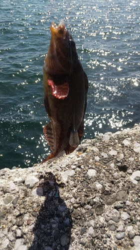 アイナメの釣果