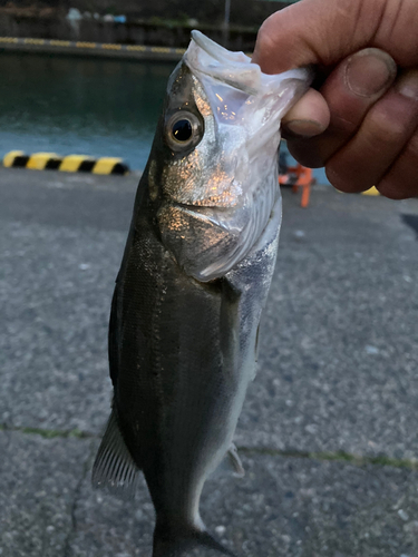 セイゴ（マルスズキ）の釣果