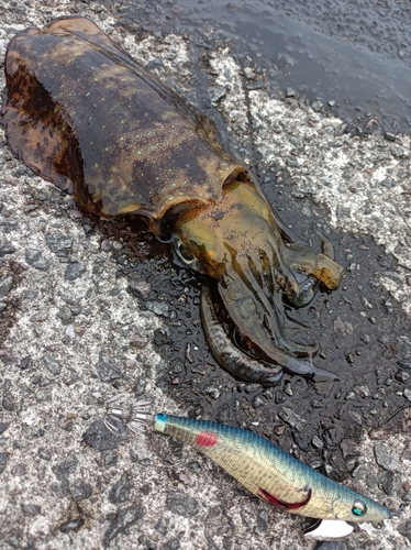 アオリイカの釣果