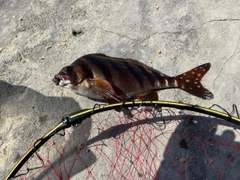 タカノハダイの釣果