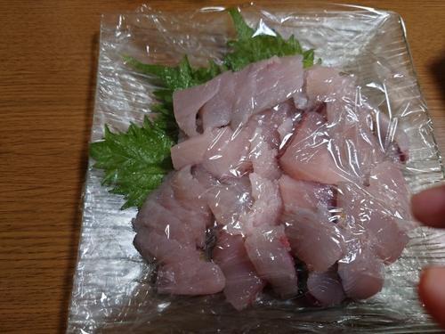 サゴシの釣果