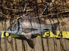クロダイの釣果