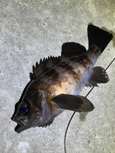 メバルの釣果