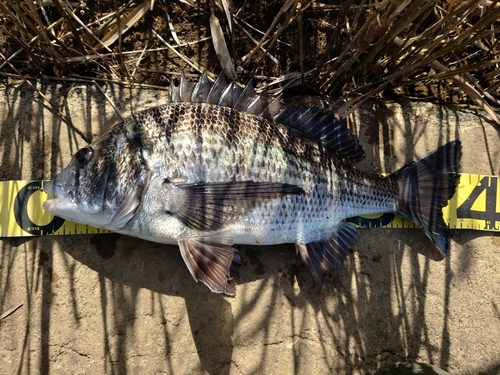 クロダイの釣果