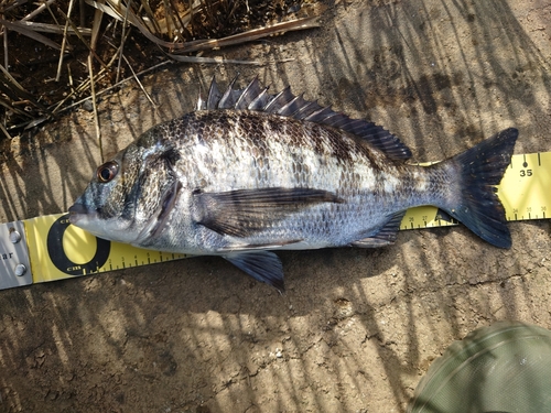 クロダイの釣果