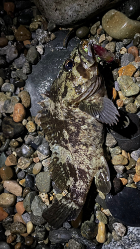 ムラソイの釣果