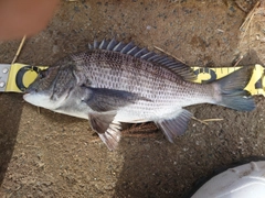 クロダイの釣果