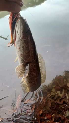 ライギョの釣果